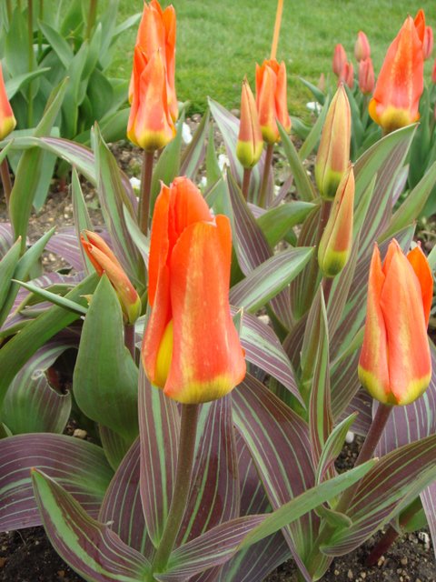 Tulipa fosteriana 'Juan' PB 12